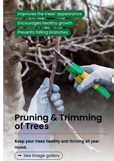 Pruning & Trimming of Trees — keep your trees healthy and thriving all year round. Improves the trees' appearance, encourages healthy growth, prevents falling branches.